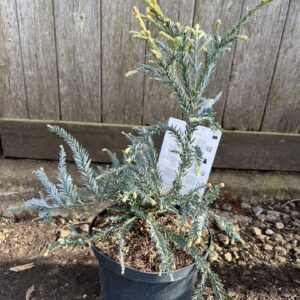 Sequoia sempervirens - Blue Coast Redwood 'Adpressa' (2L)