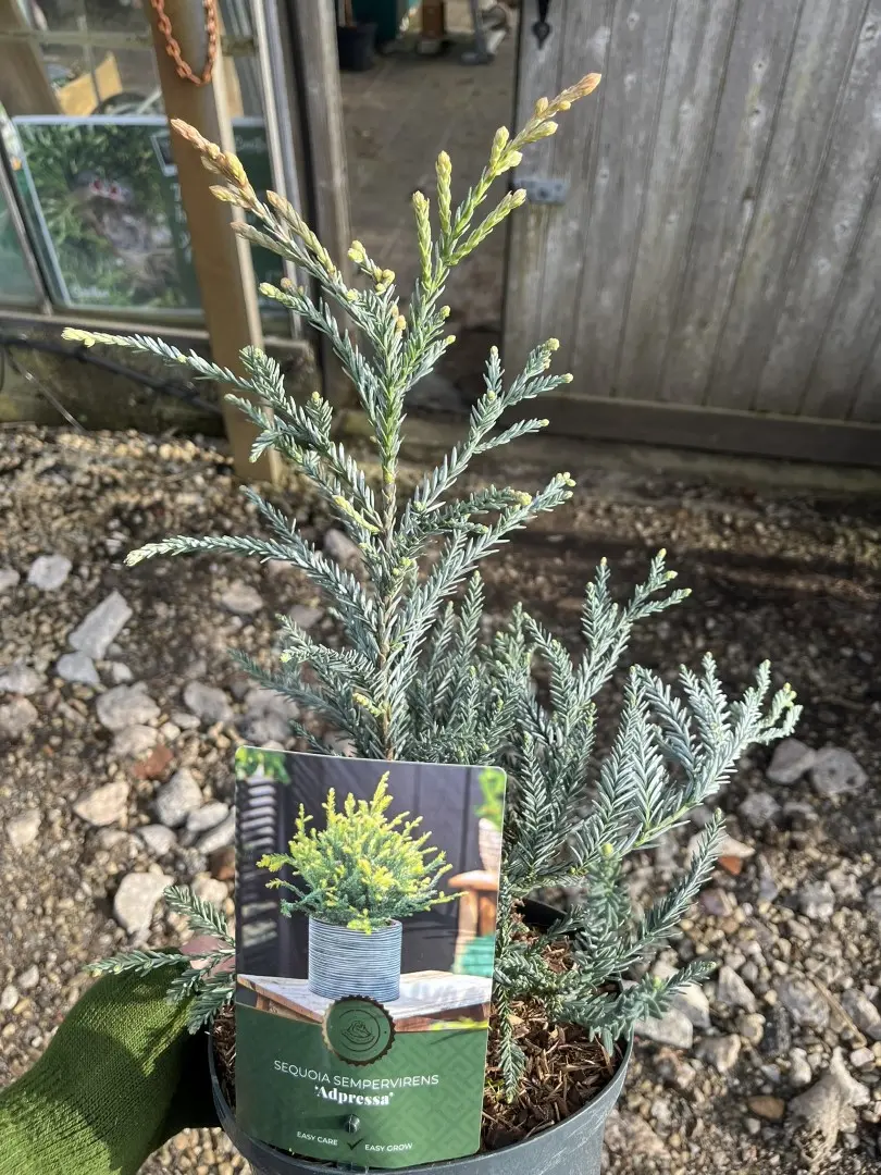 Sequoia sempervirens - Blue Coast Redwood 'Adpressa' (2L)