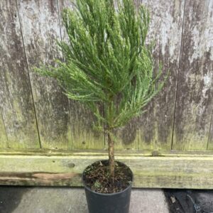 Sequoiadendron-giganteum-Giant-Redwood-40-60-2L-Pot-3