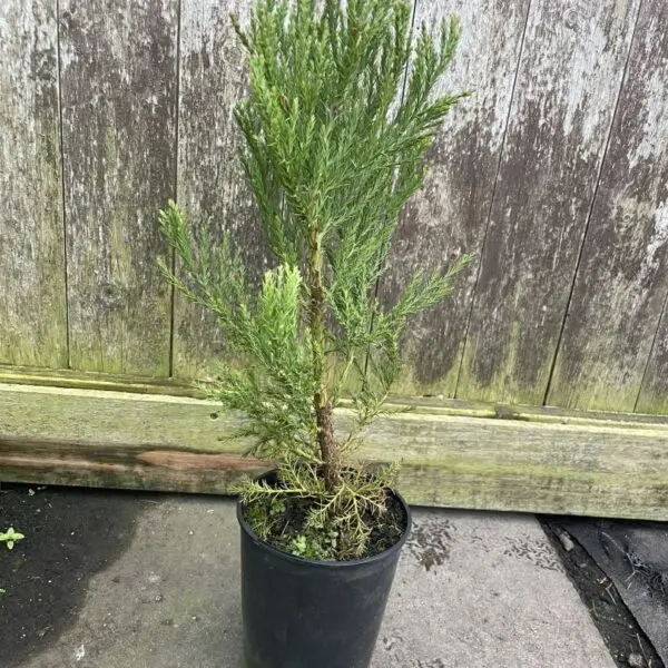 Giant Redwood 60/80cm (2L) - Image 3