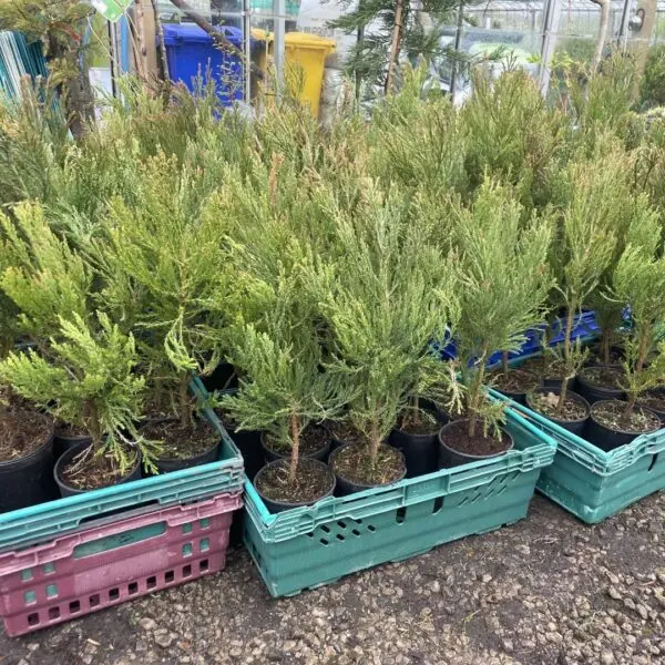 Giant Redwood 60/80cm (2L) - Image 4