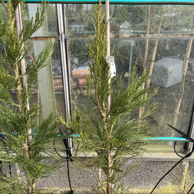 Giant Redwood 'Greenpeace' 80/100cm (10L) - Image 3