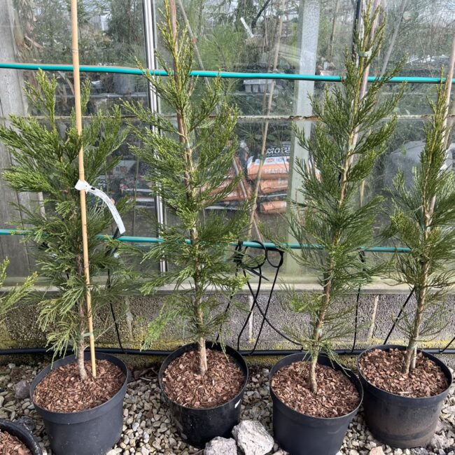 Giant Redwood 'Greenpeace' 80/100cm (10L) - Image 2