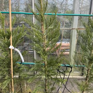 Sequoiadendron giganteum - Giant Redwood 'Greenpeace' 80100cm (10L) (3)