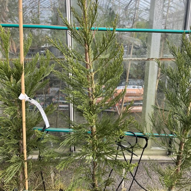 Giant Redwood 'Greenpeace' 80/100cm (10L)