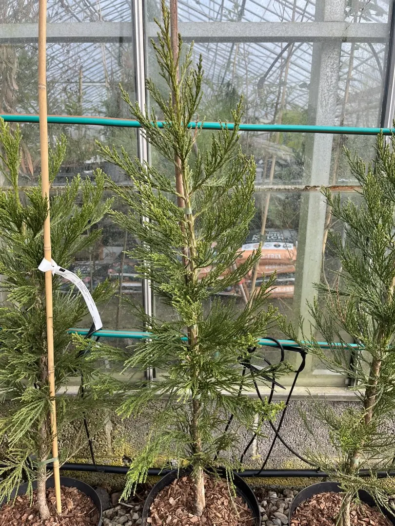 Giant Redwood 'Greenpeace' 80/100cm (10L)