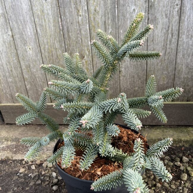 Spanish Fir Glauca - Stunning Blue-Grey Evergreen Conifer Tree Abies pinsapo 'Glauca'