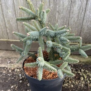 Spanish Fir Glauca - Stunning Blue-Grey Evergreen Conifer Tree Abies pinsapo 'Glauca'