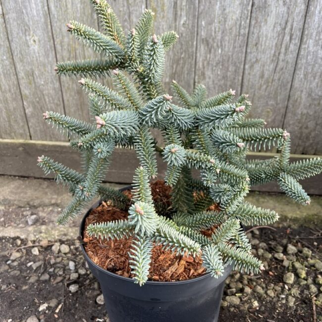 Spanish Fir Glauca - Stunning Blue-Grey Evergreen Conifer Tree Abies pinsapo 'Glauca'