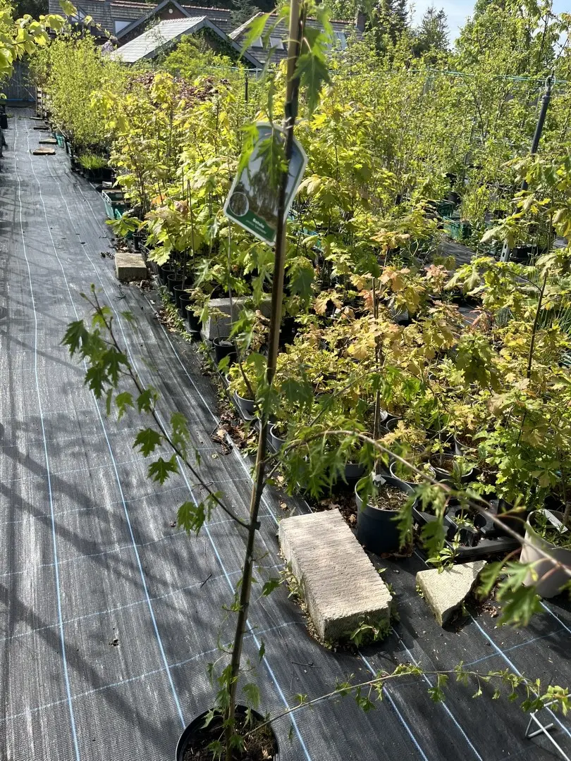 Swedish Birch Laciniata