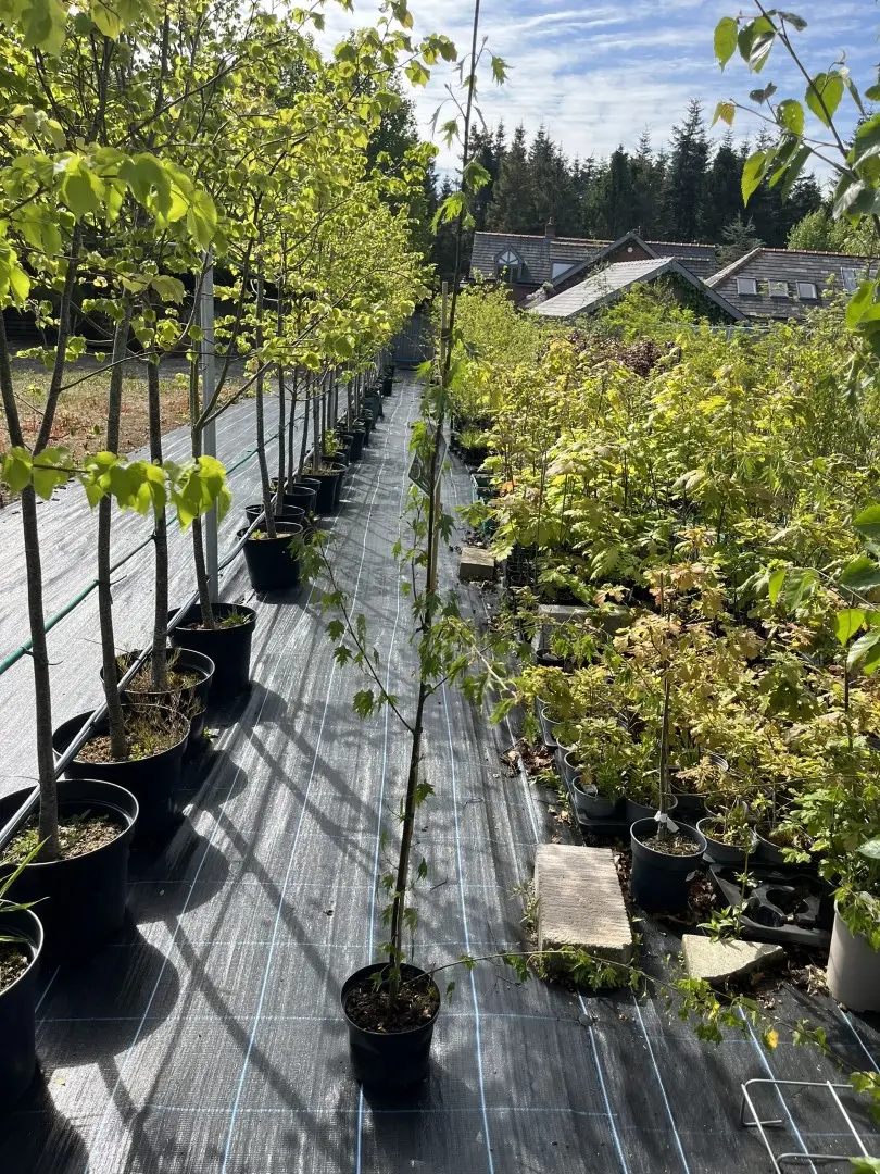 Swedish Birch Laciniata