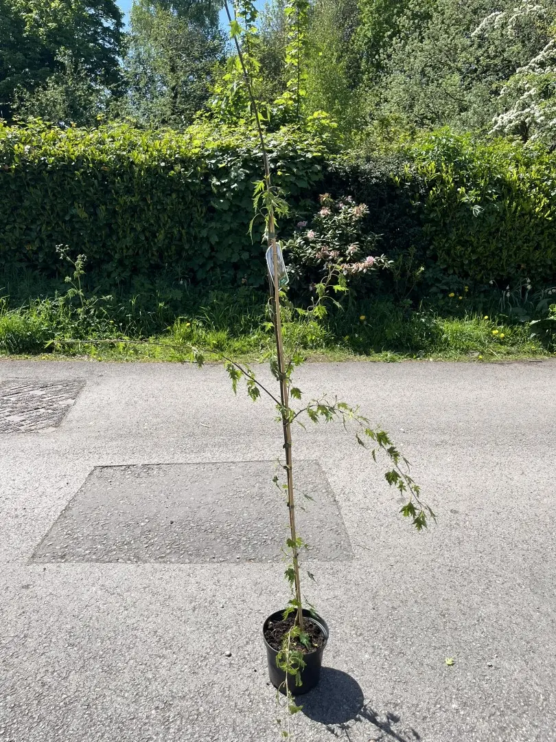 Swedish Birch Laciniata