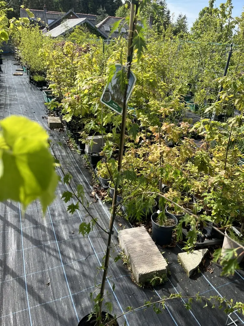 Swedish Birch Laciniata