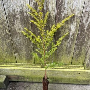 Tsuga heterophylla - Western Hemlock 40/60cm (Cell)