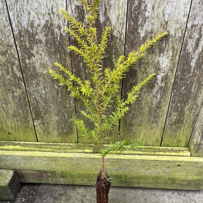 Tsuga heterophylla - Western Hemlock 40/60cm (Cell)
