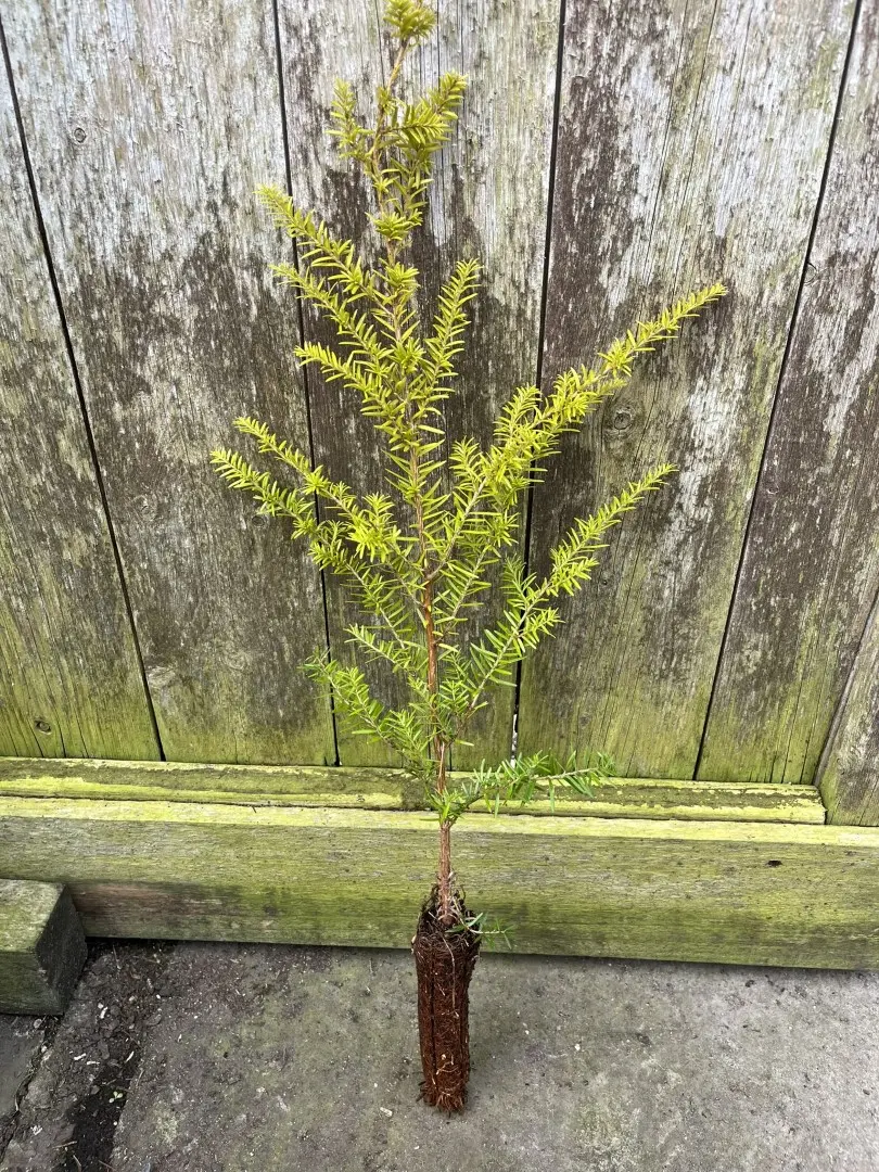 Tsuga heterophylla - Western Hemlock 40/60cm (Cell)