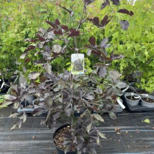 Weeping Purple Beech - Fagus sylvatica 'Purpurea Pendula'