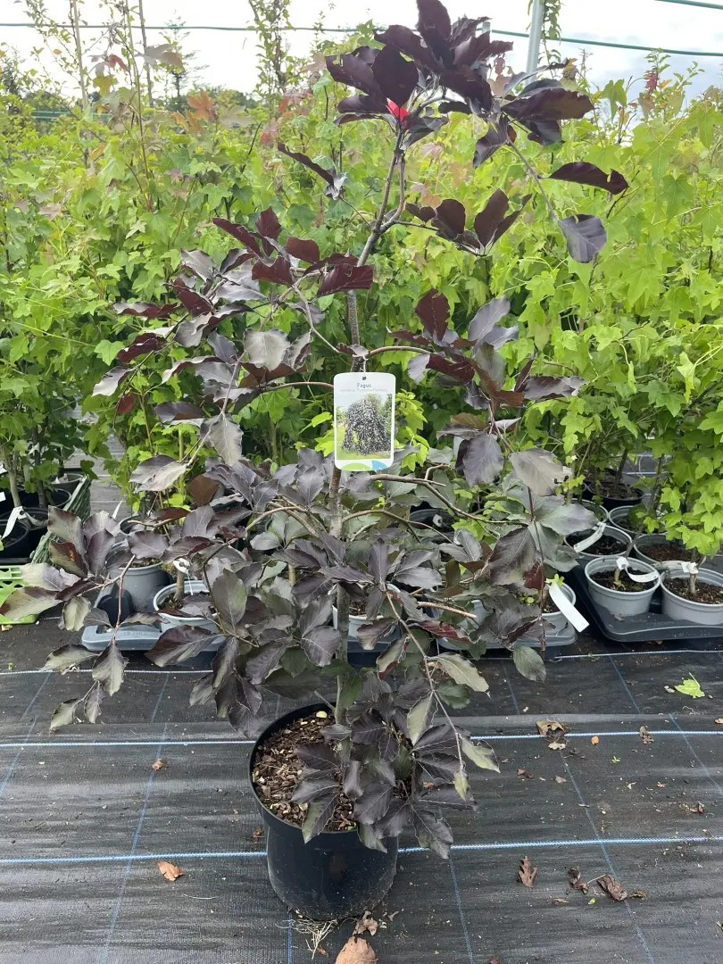 Weeping Purple Beech - Fagus sylvatica 'Purpurea Pendula'