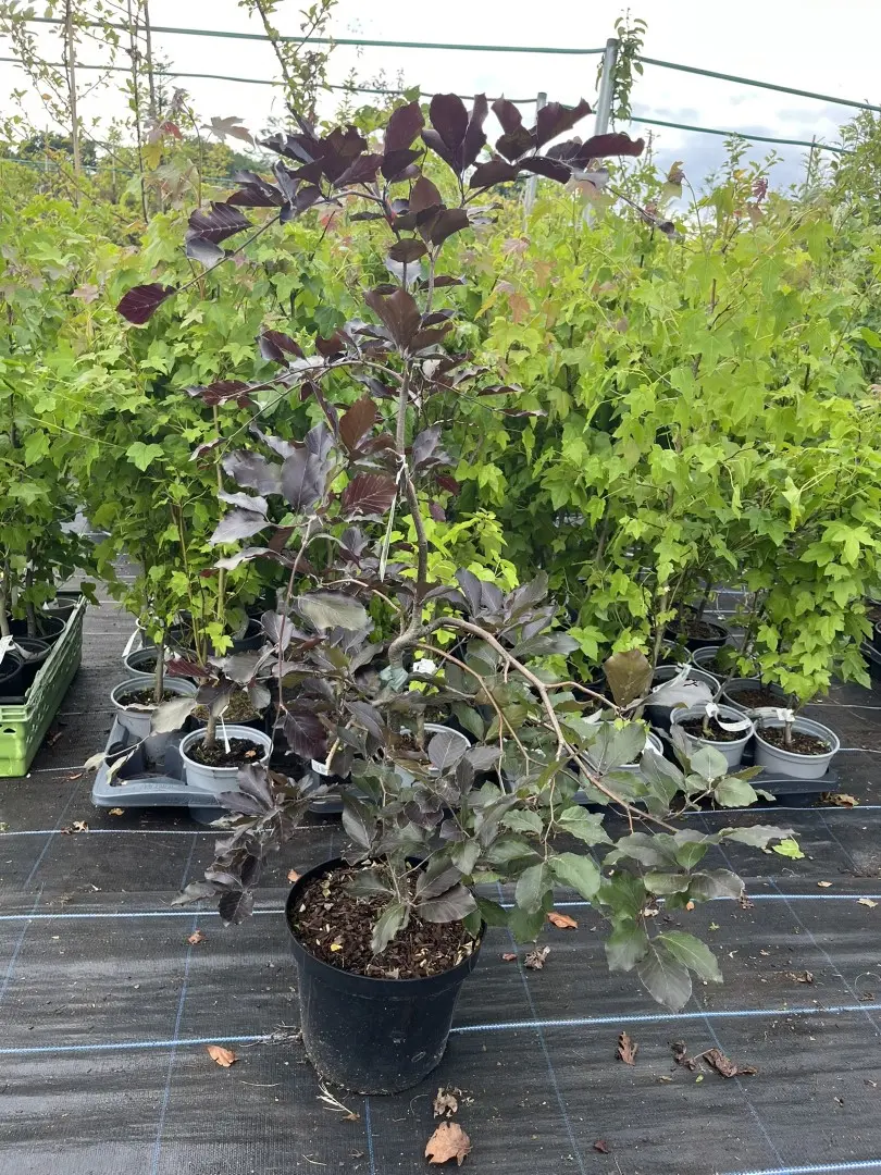 Weeping Purple Beech - Fagus sylvatica 'Purpurea Pendula'