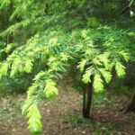 Western Hemlock - Tsuga heterophylla