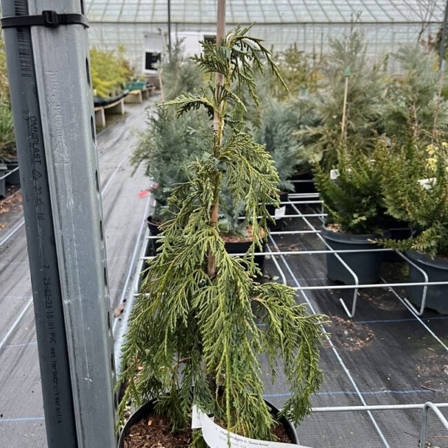 Xanthocyparis nootkatensis - Nootka cypress 'Green Arrow' 40/60cm (4L)