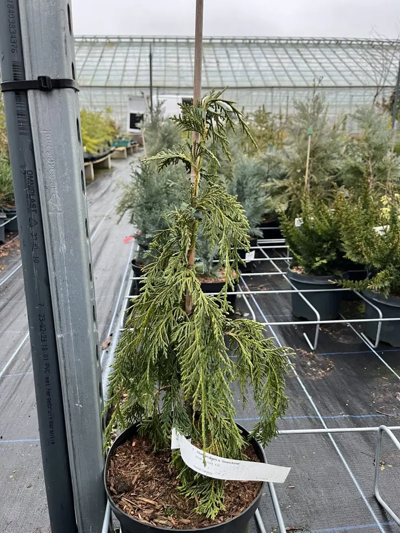 Xanthocyparis nootkatensis - Nootka cypress 'Green Arrow' 40/60cm (4L)