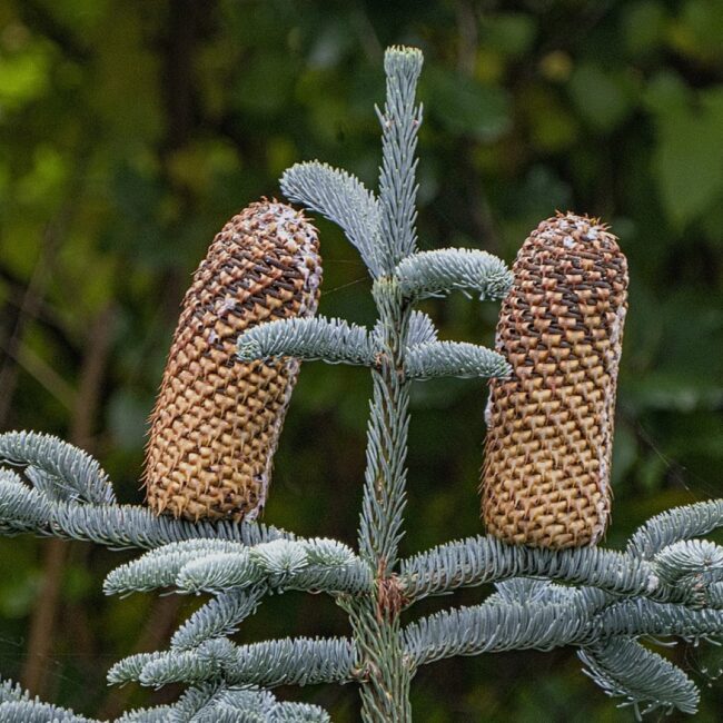 Noble Fir 'Glauca' Seeds