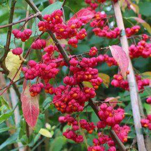 Spindleberry 60/80cm (2L)