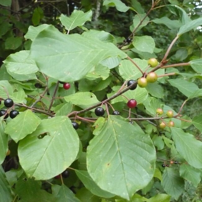 Alder Buckthorn - Frangula alnus