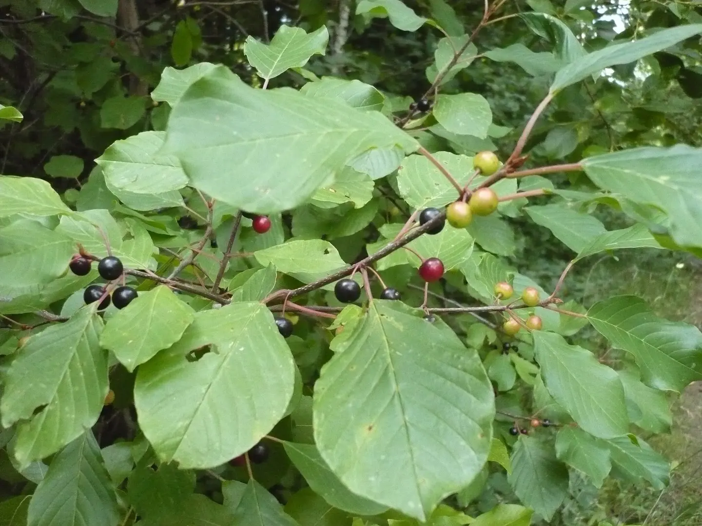 Alder Buckthorn - Frangula alnus