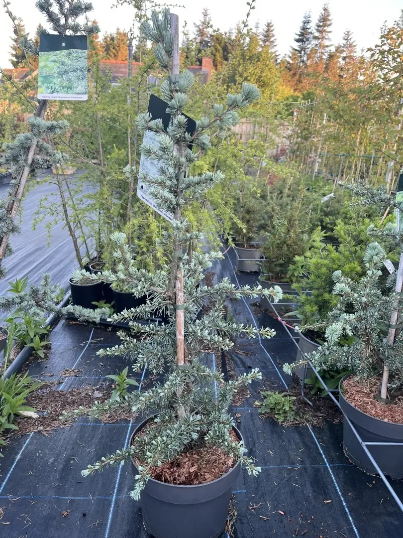 Blue Atlas Cedar 'Horstmann Silberspitz' Tree - Cedrus atlantica