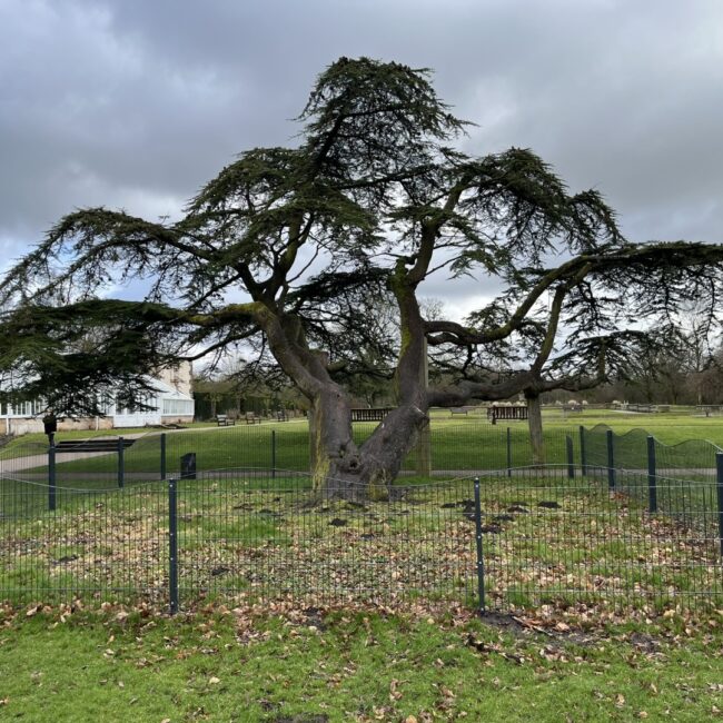 Cedar Of Lebanon - Cedrus libani - Worden Park Leyland