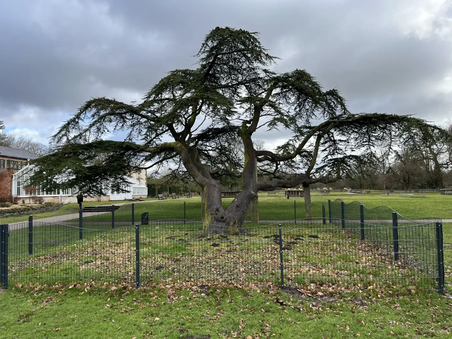 Cedar Of Lebanon - Cedrus libani - Worden Park Leyland