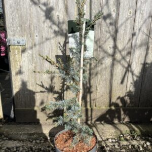 Cedrus atlantica - Atlas Cedar 'Horstmann Silberspitz' 60/800cm (5L)