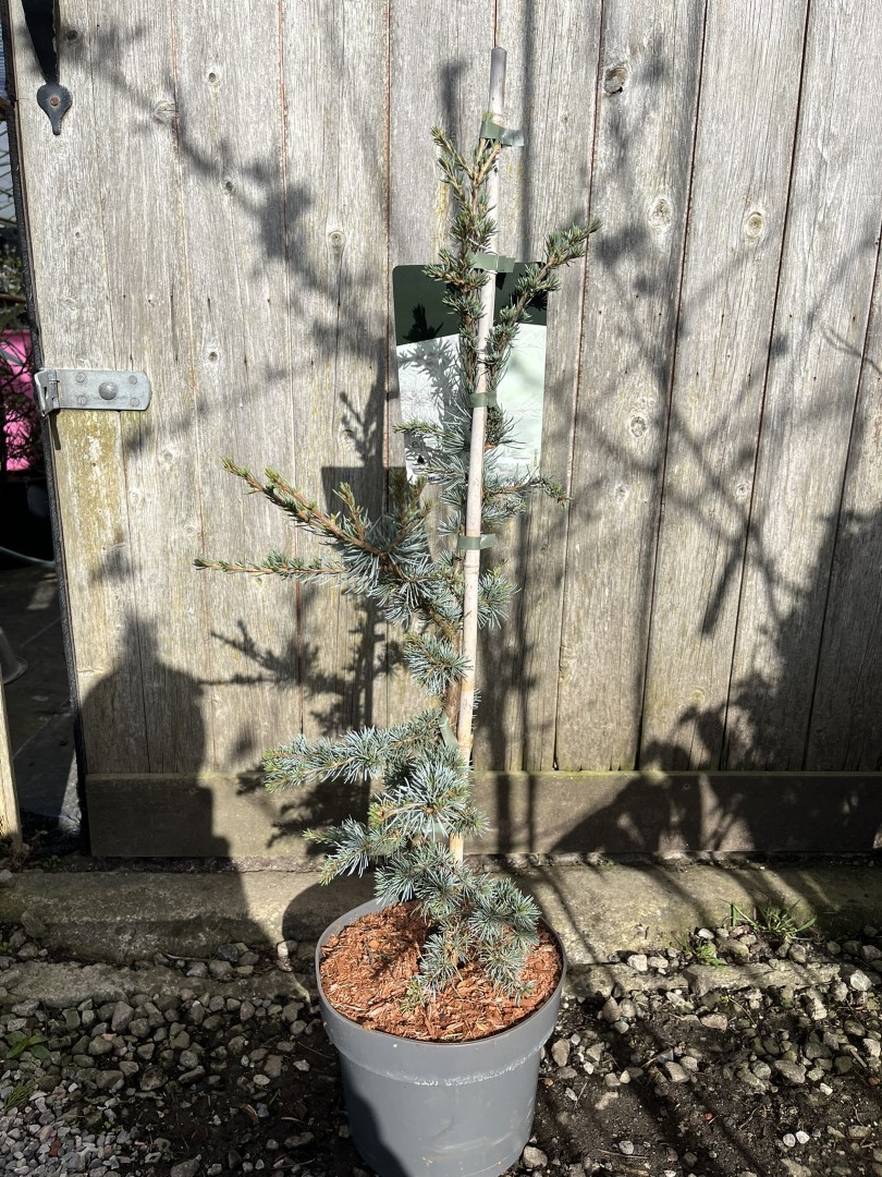 Cedrus atlantica - Atlas Cedar 'Horstmann Silberspitz' 60/800cm (5L)