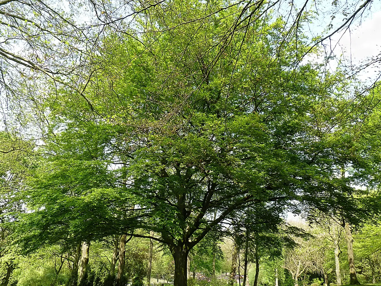 Fagus sylvatica - Green Beech Tree