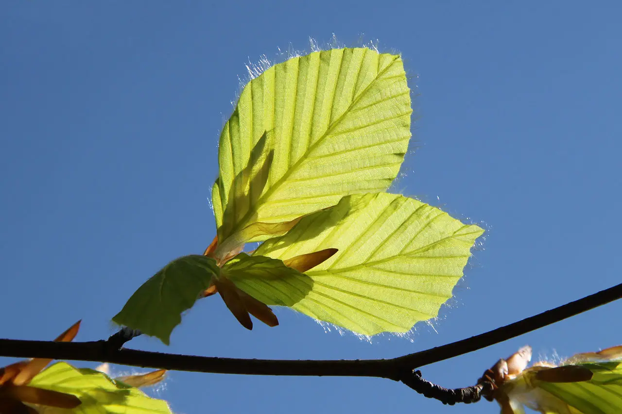 Fagus sylvatica - Green Beech Tree