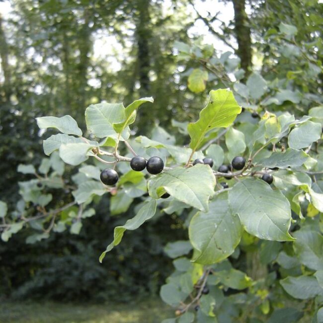 Frangula alnus - Alder Buckthorn
