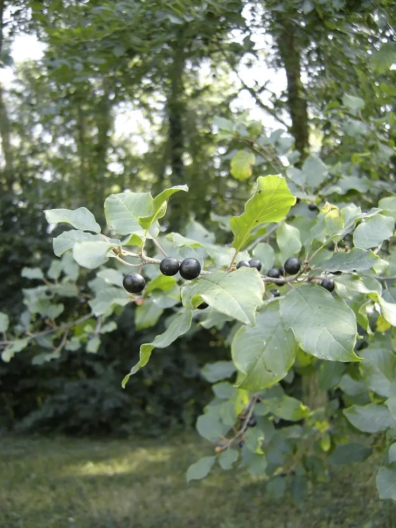 Frangula alnus - Alder Buckthorn