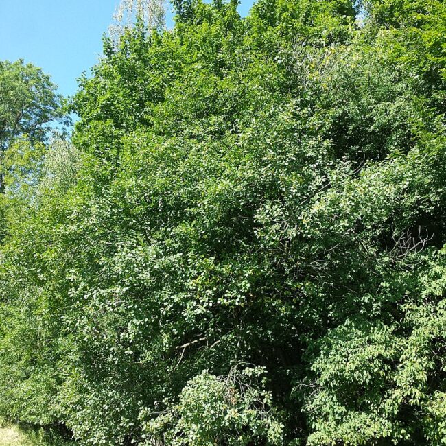 Frangula alnus - Alder Buckthorn