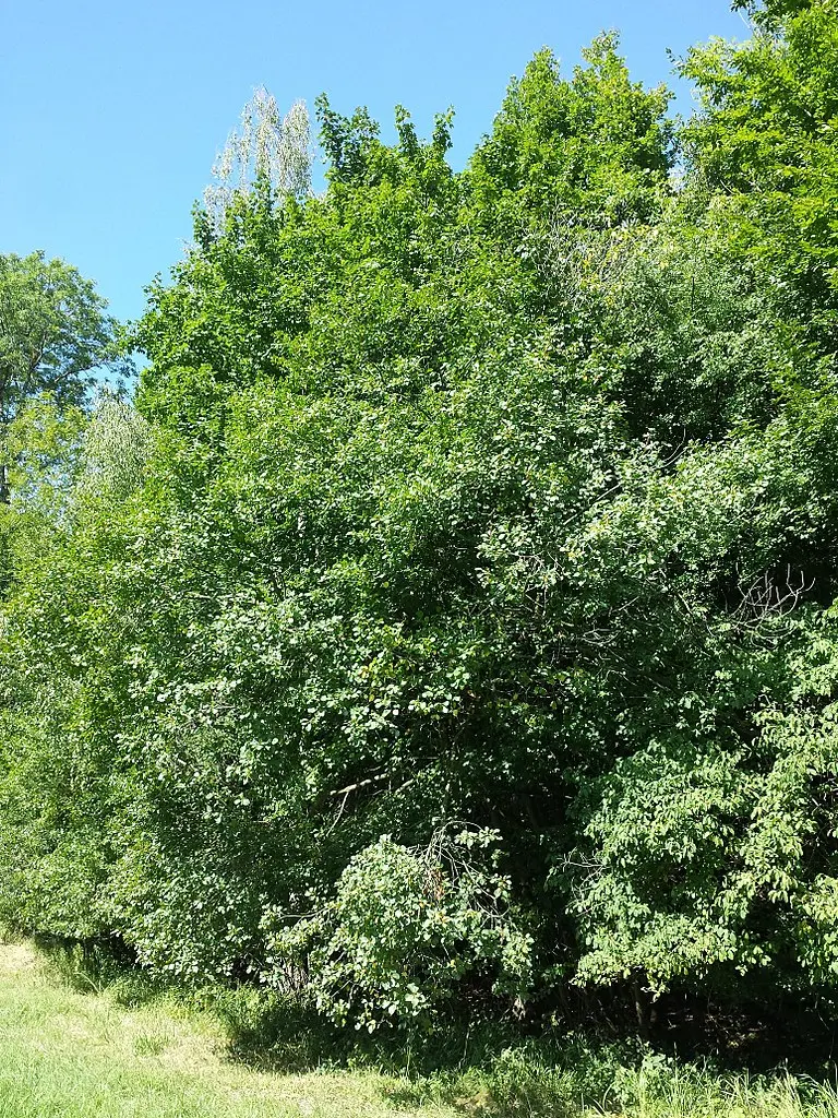 Frangula alnus - Alder Buckthorn