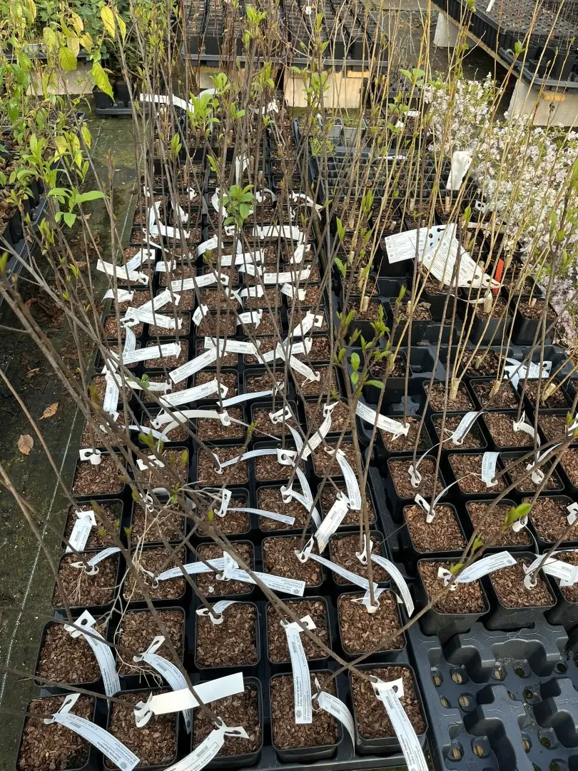 Frangula alnus - Alder Buckthorn