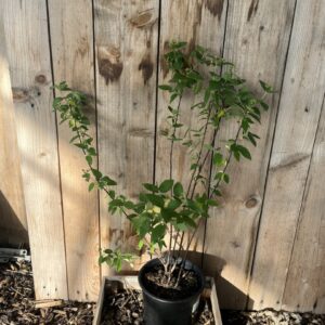 Mock Orange 'Lemoinei'