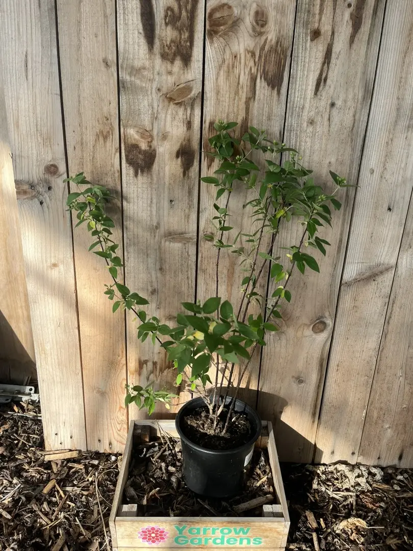 Mock Orange 'Lemoinei'