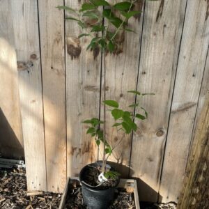Mock Orange 'Virginal'