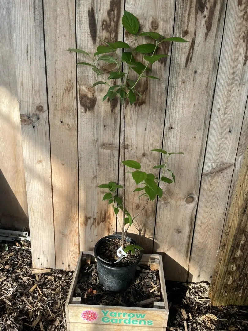 Mock Orange 'Virginal'