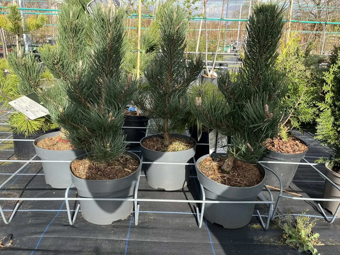 Pinus nigra - Black Pine 'Oregon Green'