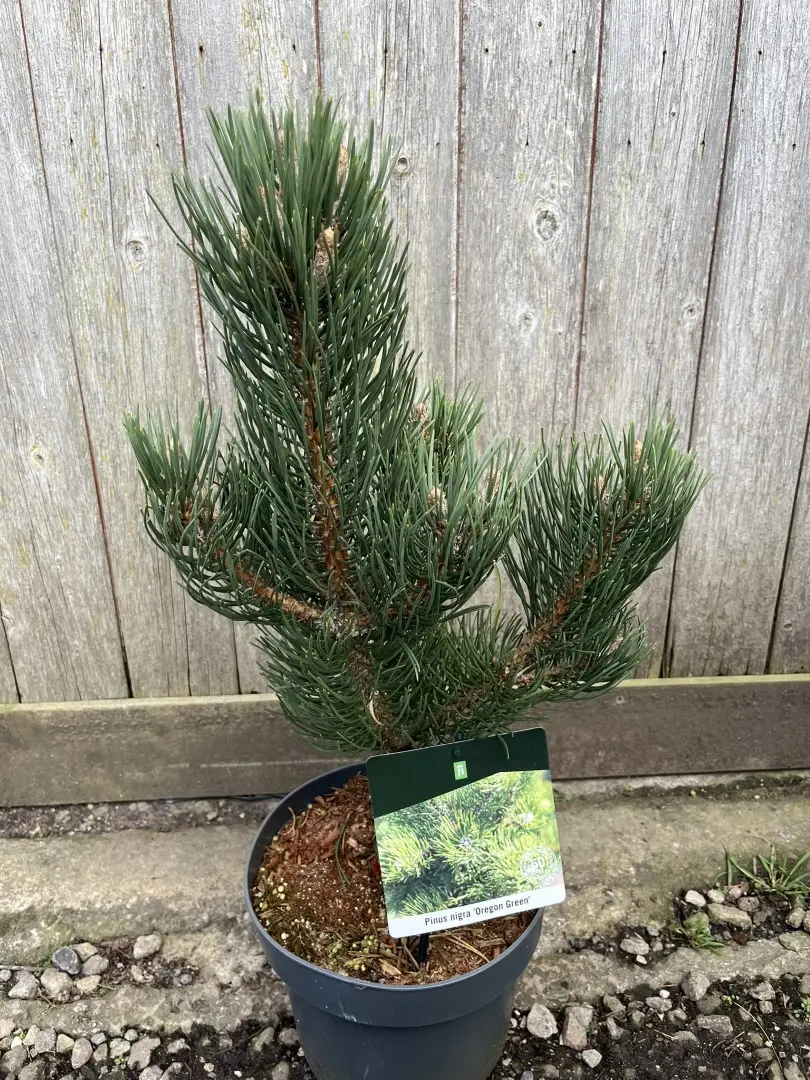 Pinus nigra - Black Pine 'Oregon Green'