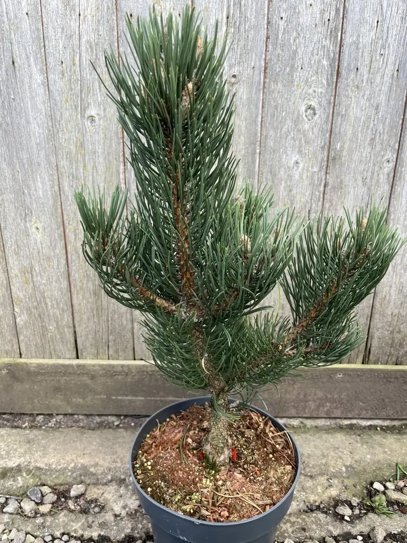 Pinus nigra - Black Pine 'Oregon Green'
