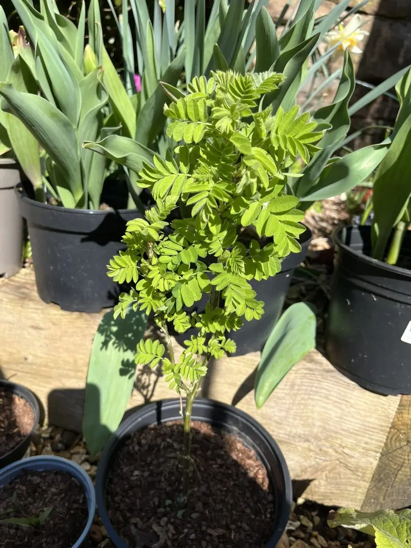 Siberian pea tree - Caragana arborescens